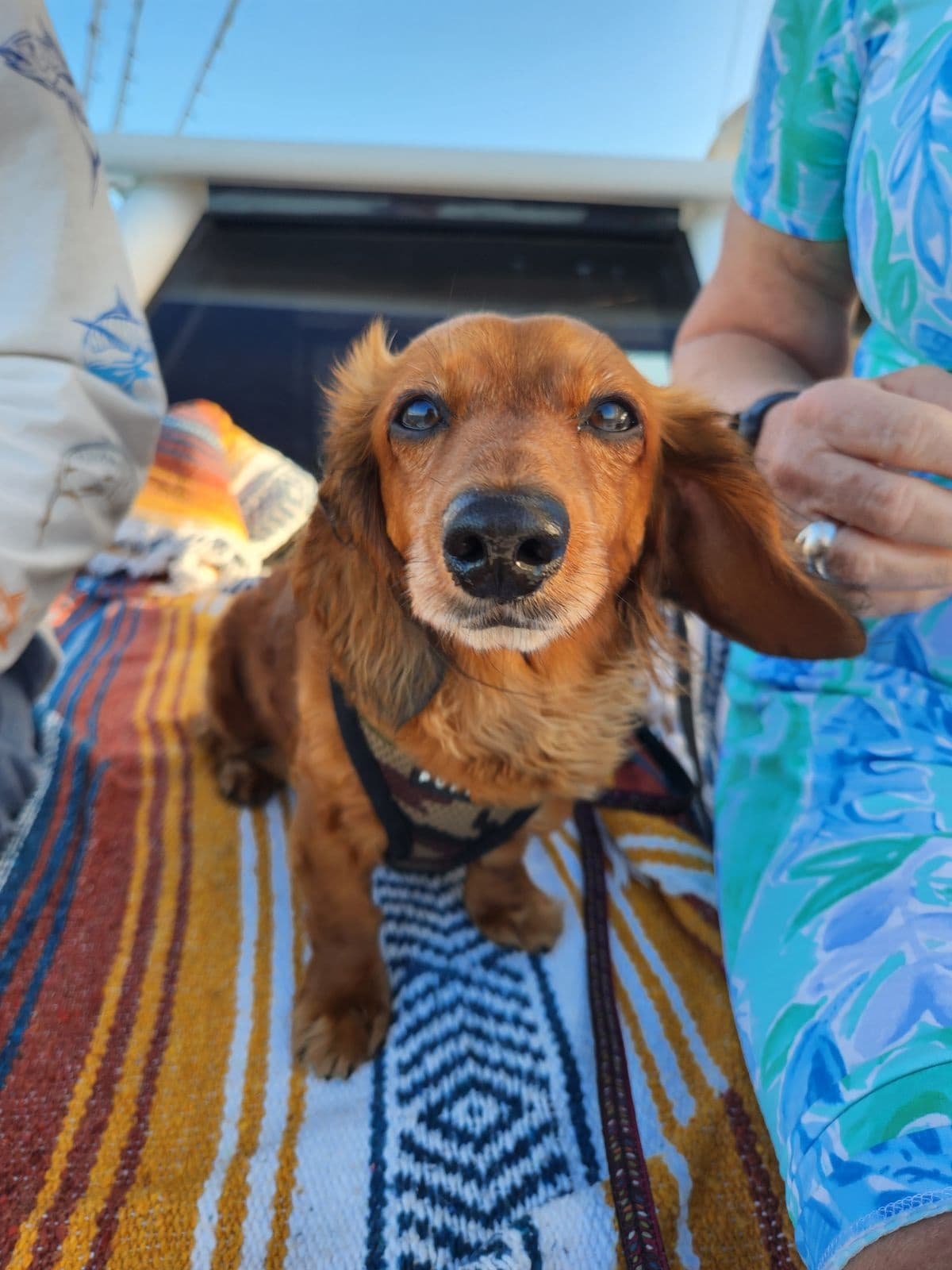 Doggie Day Sail in Key West: The Ultimate Paws-and-Relax Waterfront Adventure