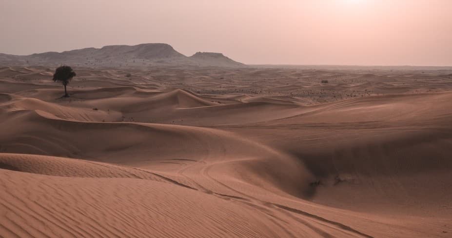 Sweeping desert dunes panorama at sunset with lone tree