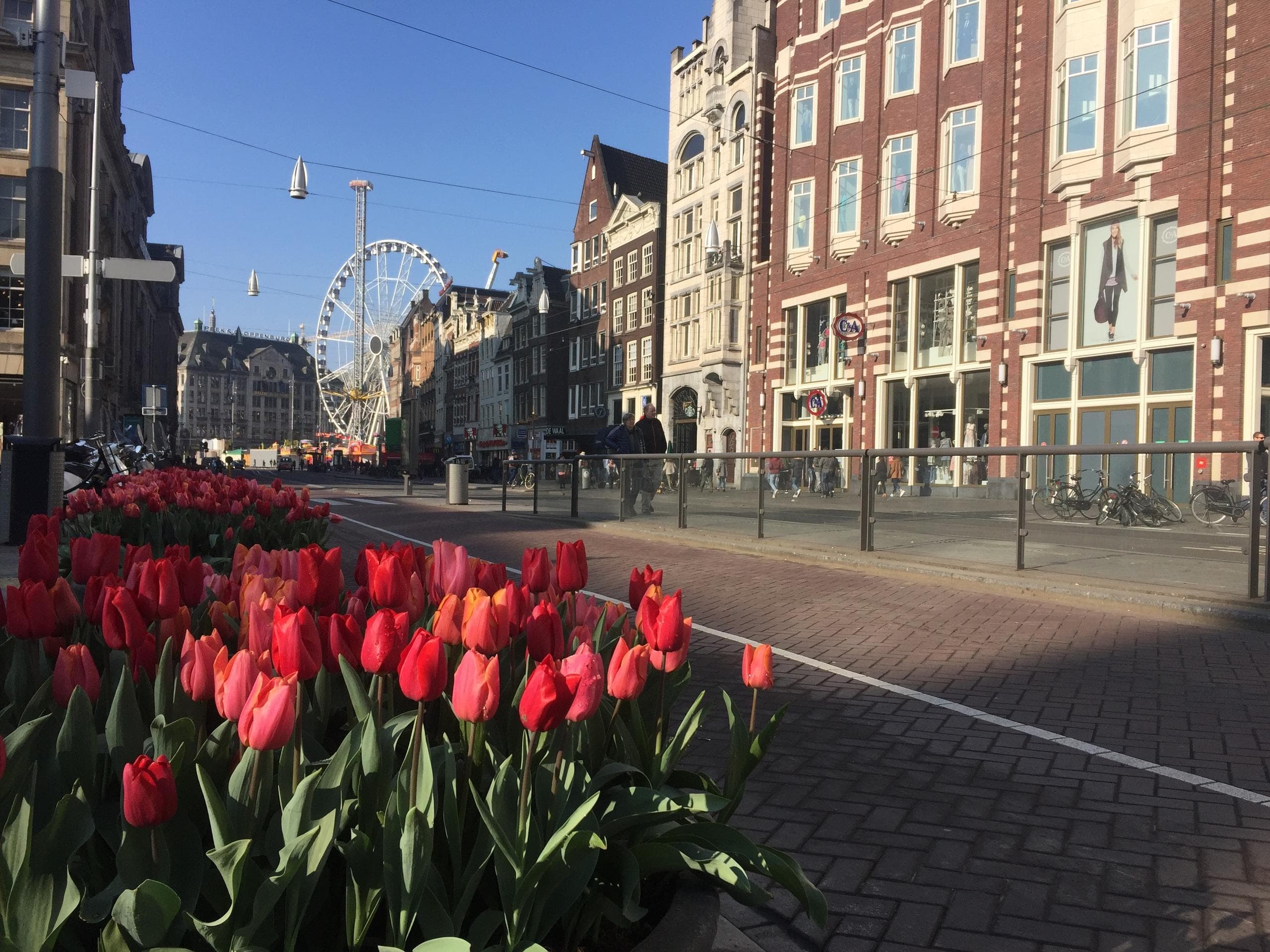 Field of red tulips lining Amsterdam street, scenic spring view