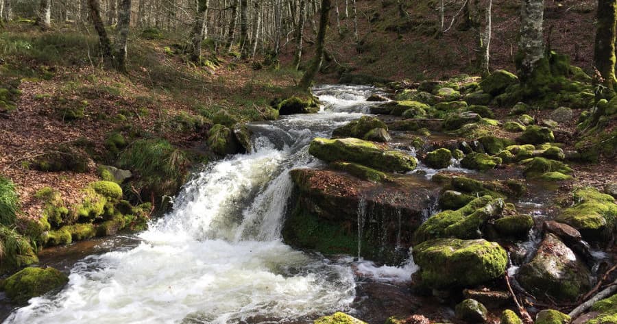 Find Inner Calm: Yoga and Meditation Retreat in Spain’s Selva de Irati Forest