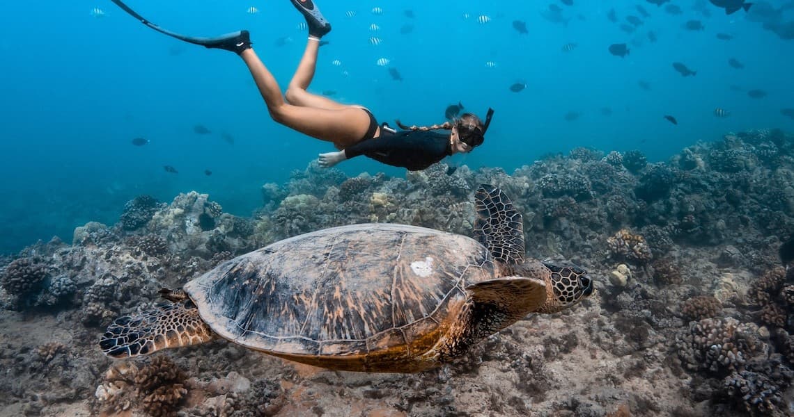 Waikiki Turtle Canyon Snorkel: Guaranteed Turtle Sightings & Diamond Head Views