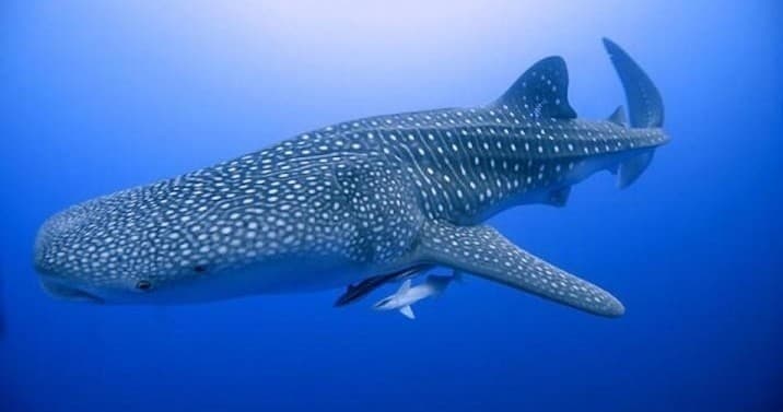 Experience the Ultimate VIP Whale Shark Tour from Tulum and Akumal