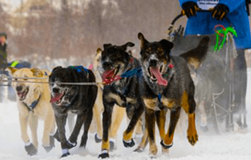Mushed sled dogs racing through snowy trail in winter wilderness