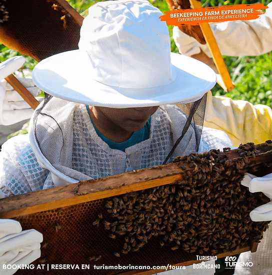 Hands-On Beekeeping & Honey Packing Near San Lorenzo, Puerto Rico