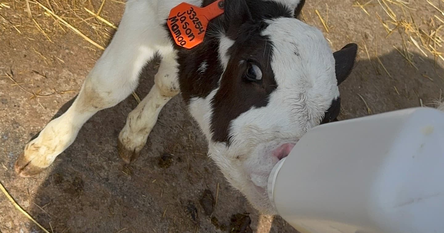 Calf Feeding & Cuddle Time in Hillsborough, NJ