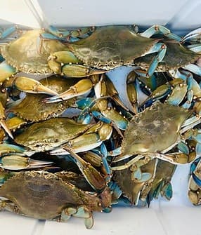Crab Trappin’: Hands-On Crabbing in Johns Island’s Lowcountry Marshes