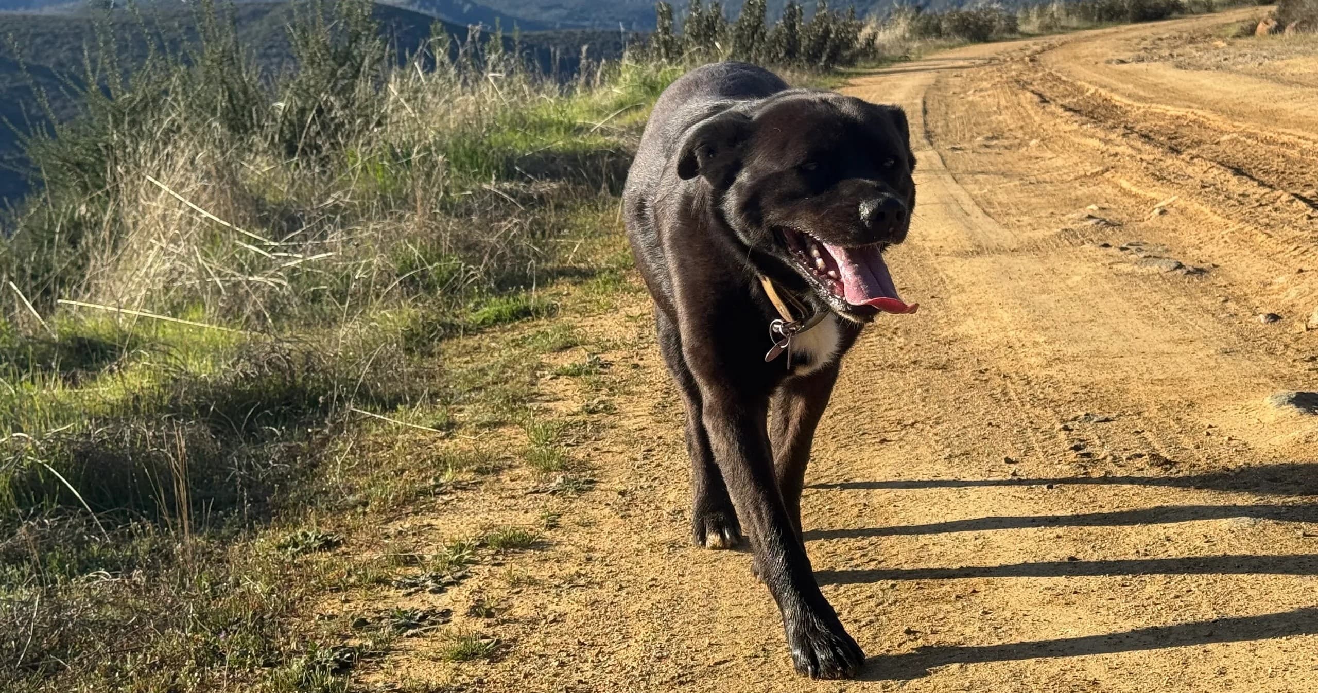 Private Dog-Friendly Hetch Hetchy Hikes in Big Oak Flat