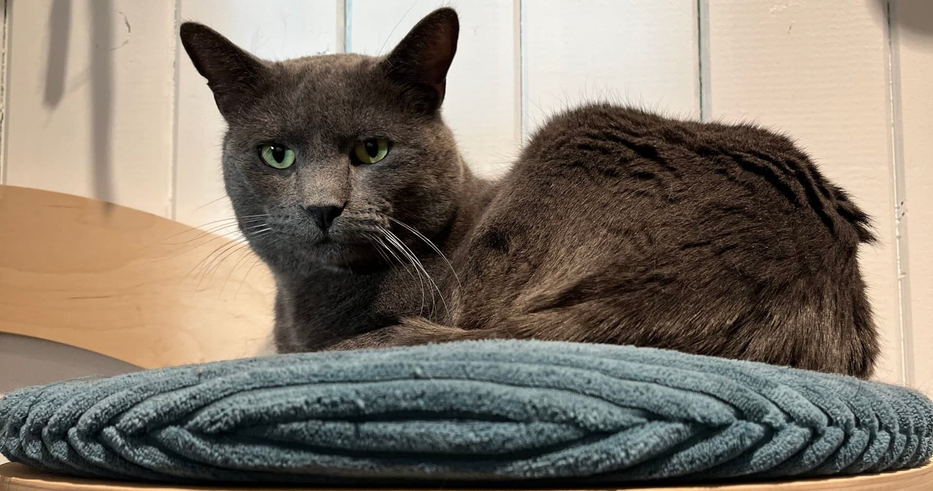 Gray cat lounging on cushion inside cozy indoor cat cafe