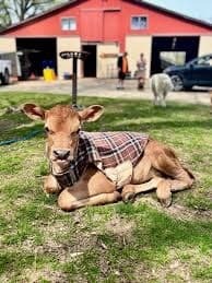 Cow and Goat Cuddling at Saddle Brook Farm — Calm Animal Encounters in Walden, NY photo 1