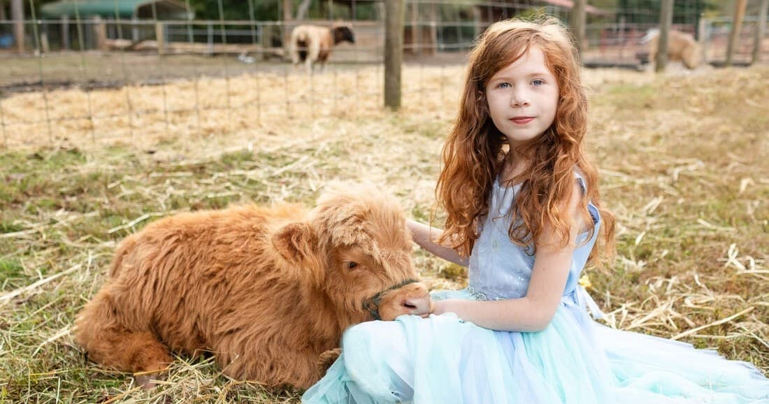 Scottish Highlander Meet & Greet in Cleveland, Georgia