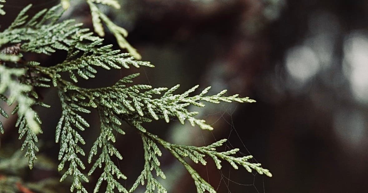 Hands-On Outdoor Workshops in Victoria, BC: Coastal Skills & Field Classes