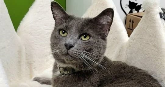 Grey cat lounging on plush indoor bed, close-up portrait