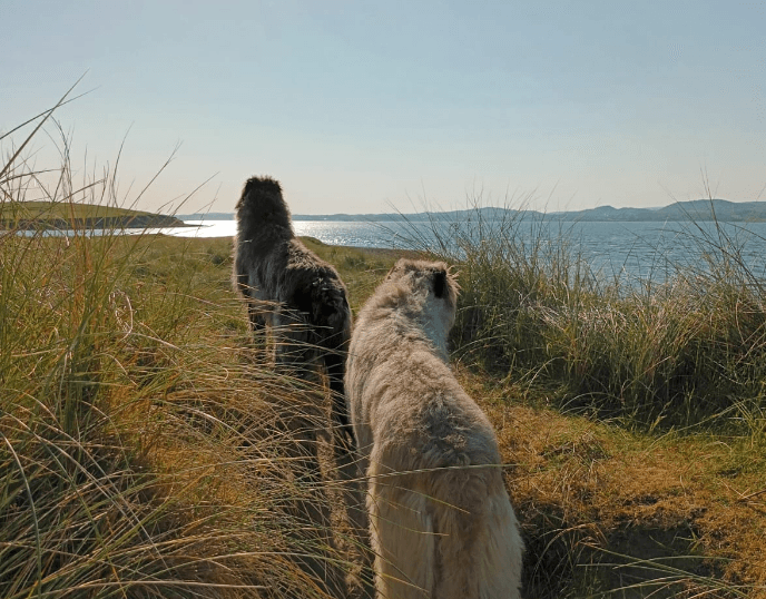 Family-Friendly Irish Wolfhound Walks with Westport Wolfhounds in County Mayo