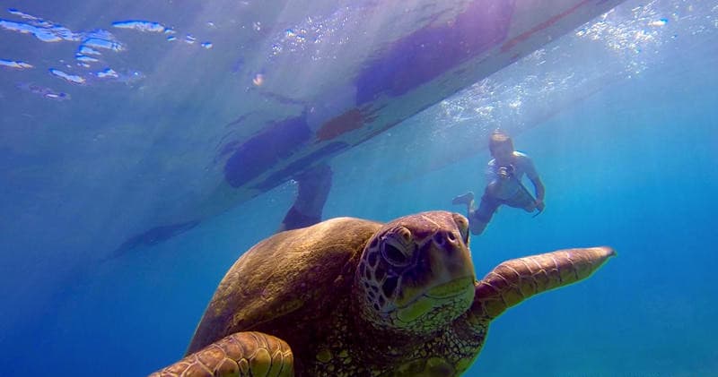 Snorkeling & Outrigger Canoe Tours in Maui Waters