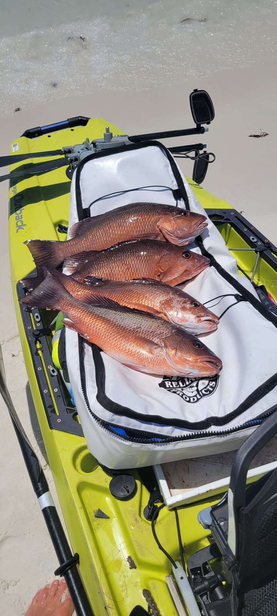 Offshore in Four Hours: Santa Rosa Beach Gulf Fishing and Wildlife Charter photo 2