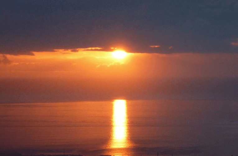 Sunset Whale & Dolphin Cruise with Tonina Cruises