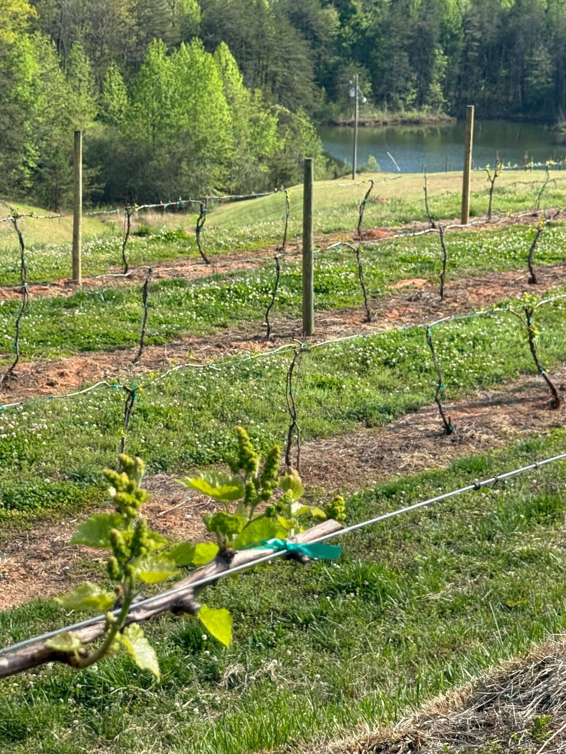 Vineyard Tour in Cleveland, South Carolina — 47-Acre Wine Walk photo 4