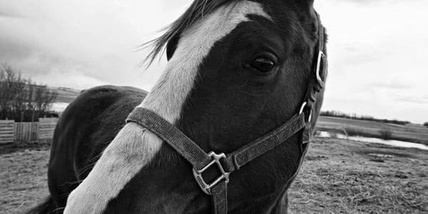 Keystone Trail Rides team