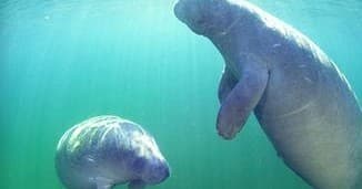 Seadaddys Adventures team