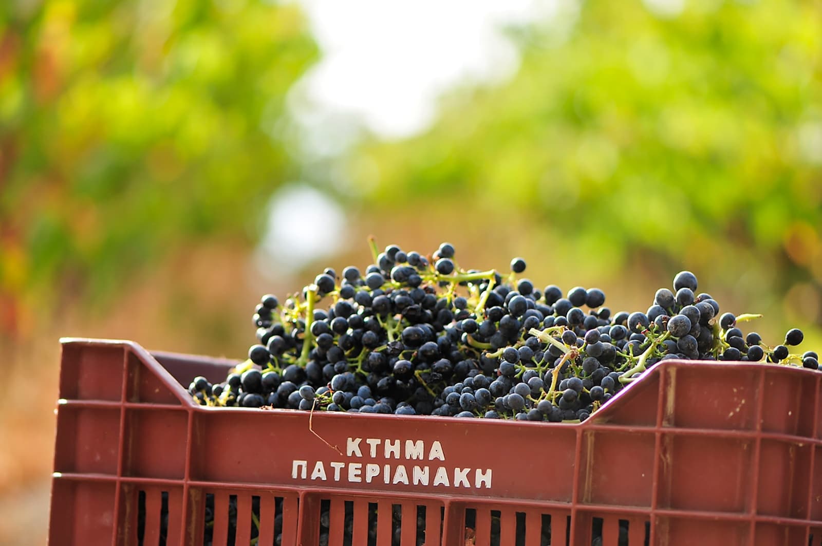 Wine Tasting Experience at Domaine Paterianakis in Crete