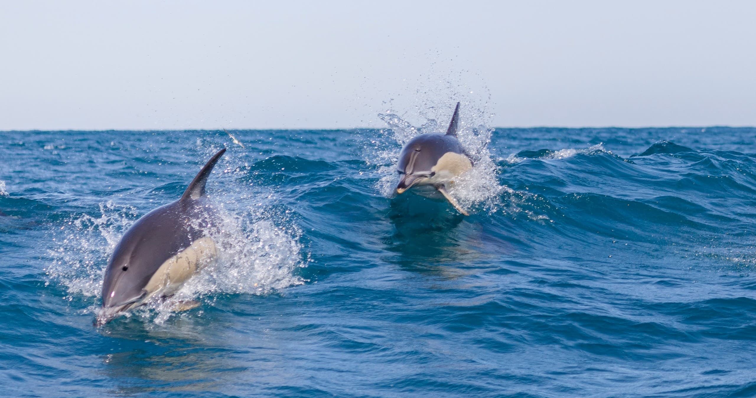 Two dolphins leaping through waves on an open ocean wildlife trip