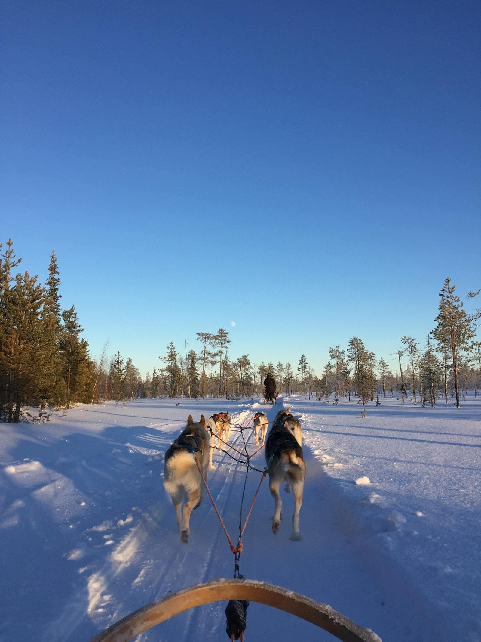Husky Safari in Levi: 6-8 km Family Dog-Sled Ride in Sirkka, Finland
