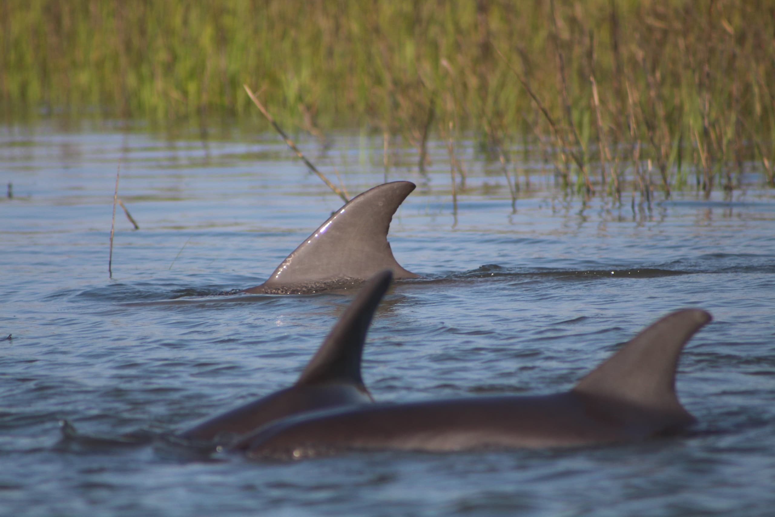 Sunrise Dolphin Viewing with Castaway Island Excursions