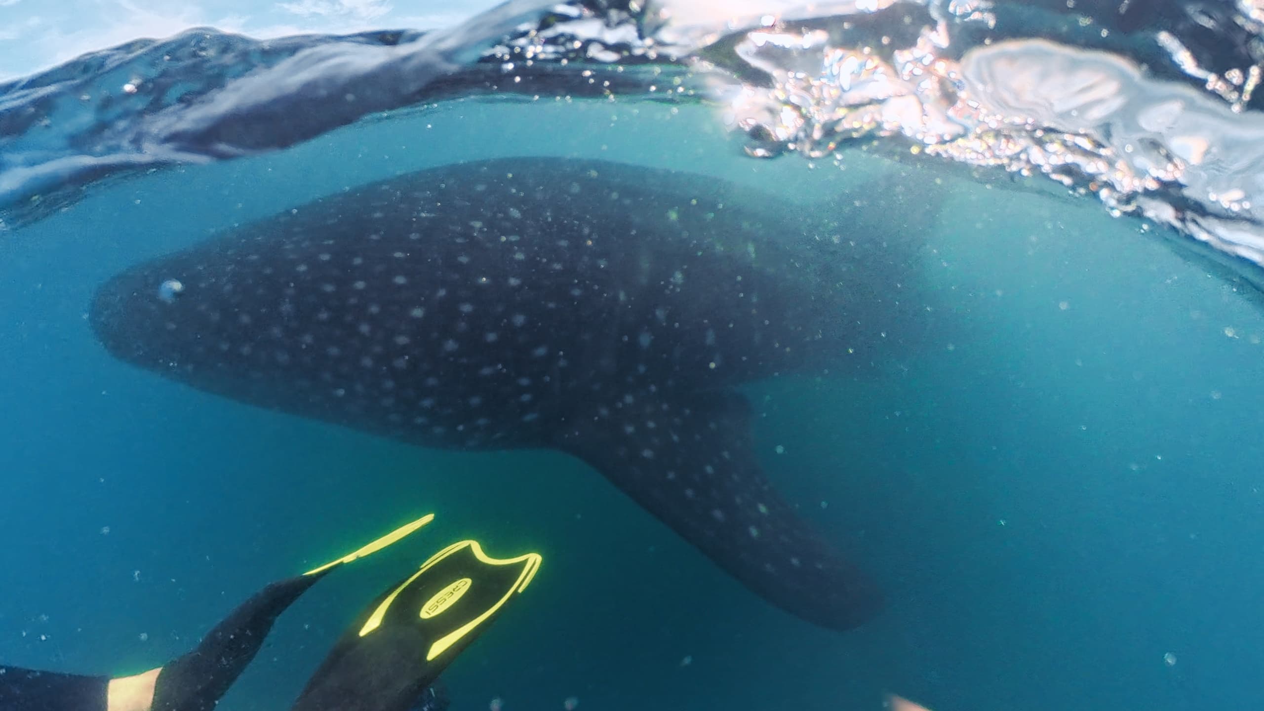 Up-Close With Gentle Giants: The Hook Whale Shark Experience in La Paz photo 3