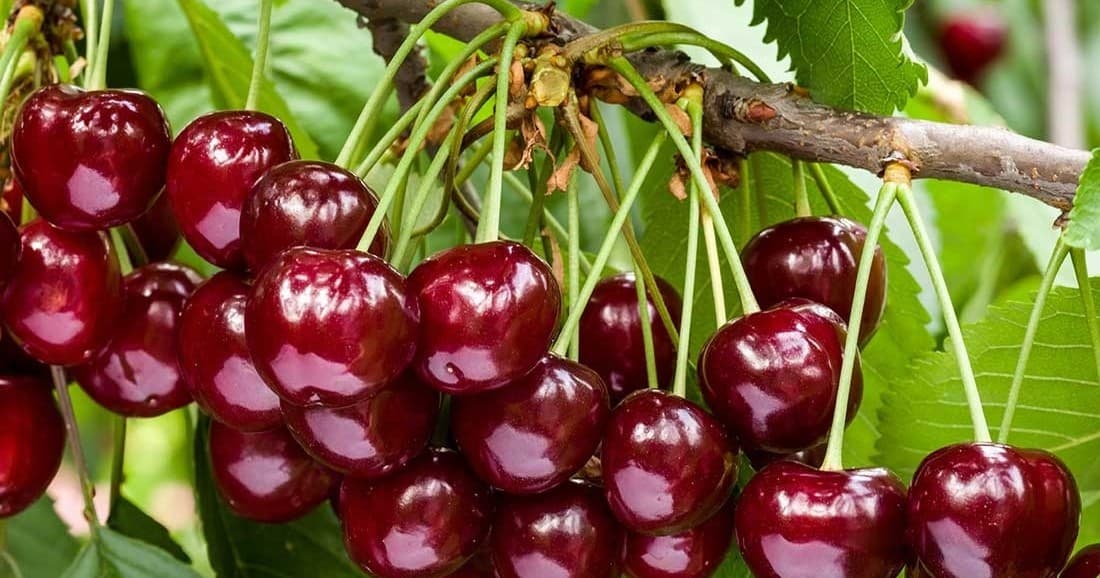Experience U-Pick Cherry Picking on Chapman Rd in Silvan, Victoria photo 3