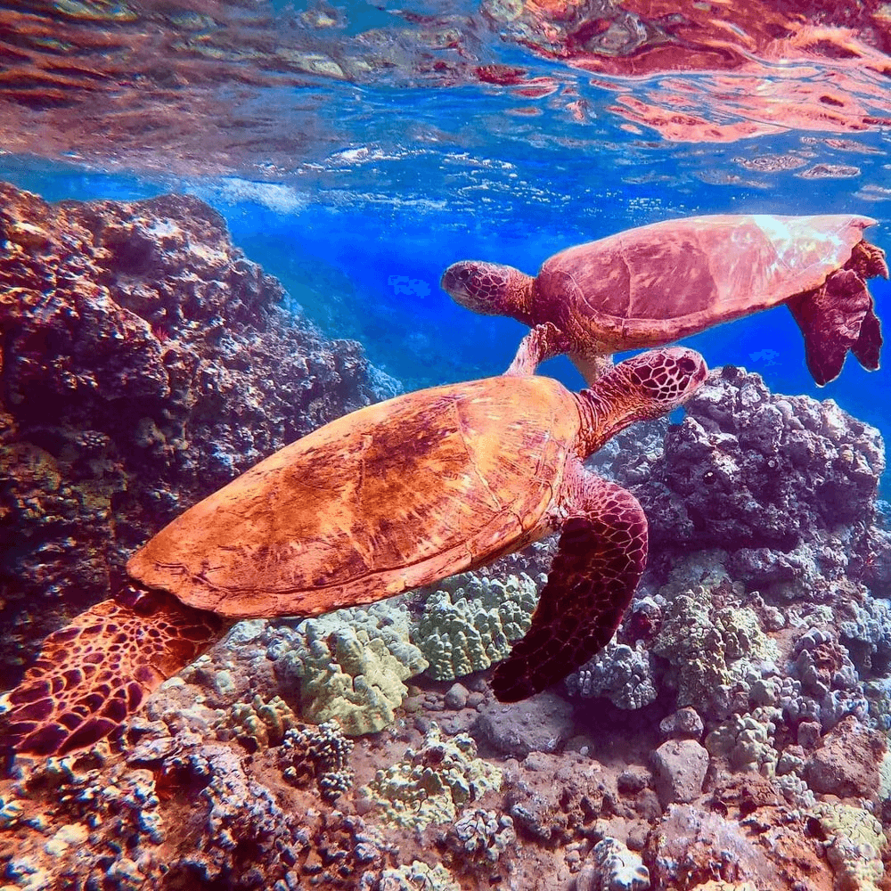Sail to Coral Garden’s Turtle Town: Snorkel Turtle Reefs from Maui’s Winona photo 3