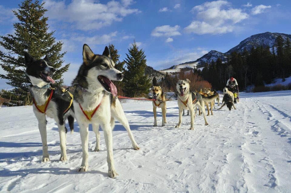 Sled Dog Sampler: Drive Huskies Near Yellowstone in Gallatin Gateway