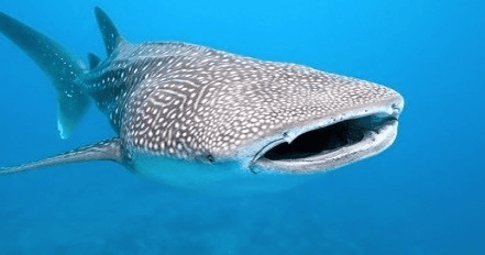 Diver observing whale shark in clear tropical ocean waters