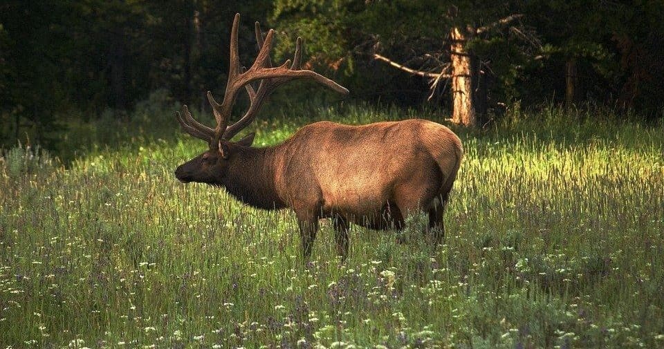 Wildlife Viewing & Family Hike with Yellowstone Dreamin Adventures in Montana