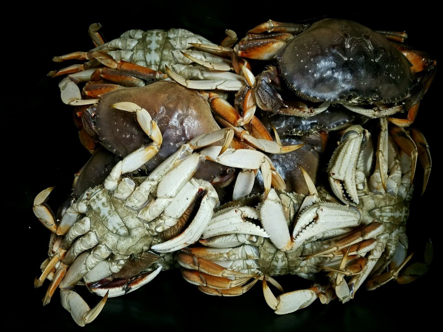 Crabbing for Dungeness Crab Along the Rugged Oregon and California Coasts