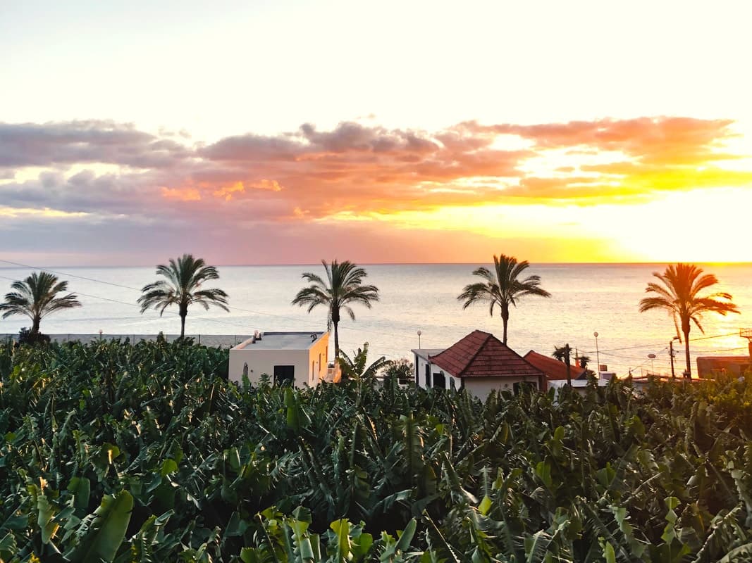 Sunset over palm trees and banana fields, coastal Madeira