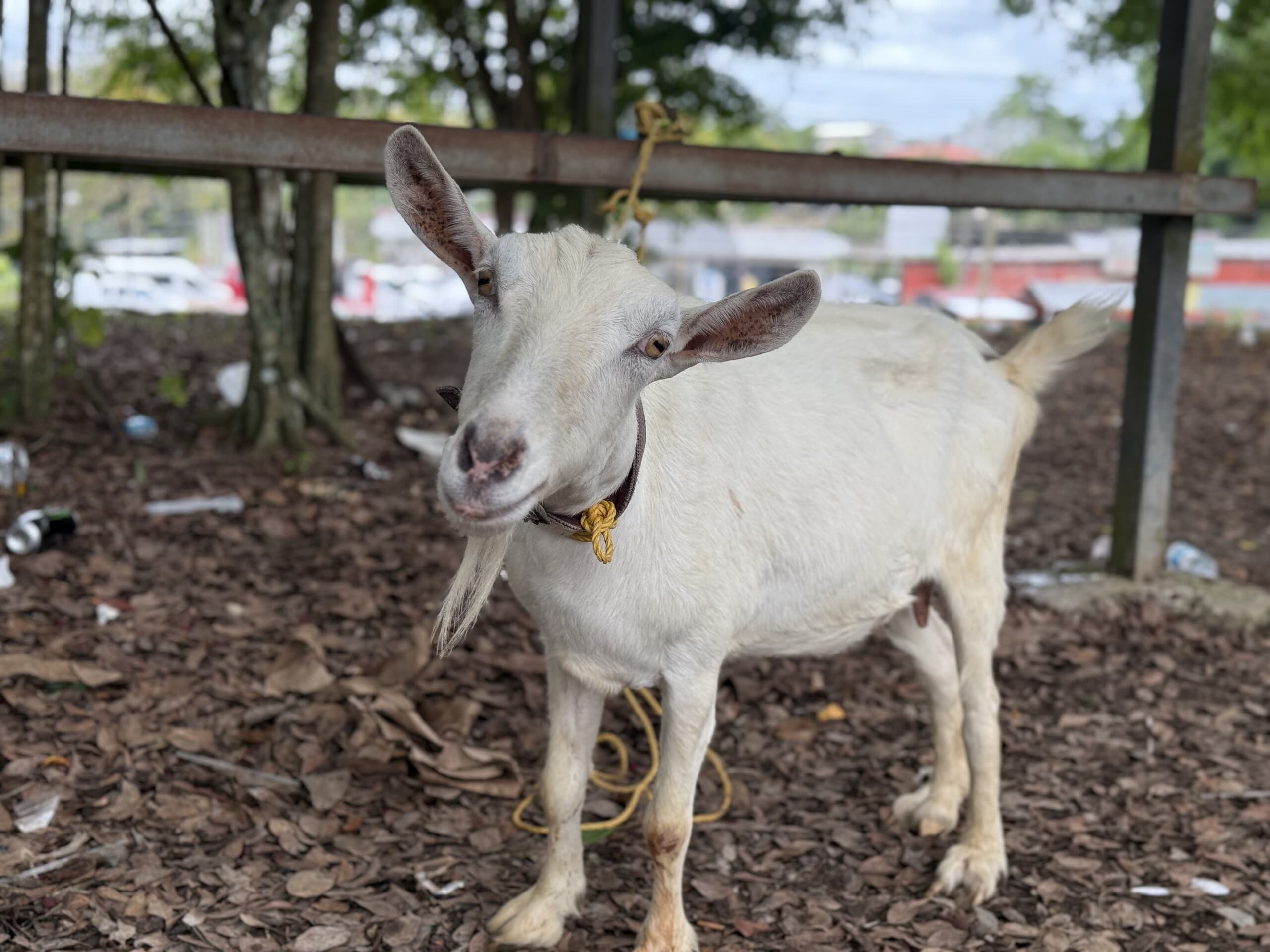 Hacienda Carey Kid's Cowboys Adventure: Hands-On Farm Program for Kids in Aguadilla photo 1