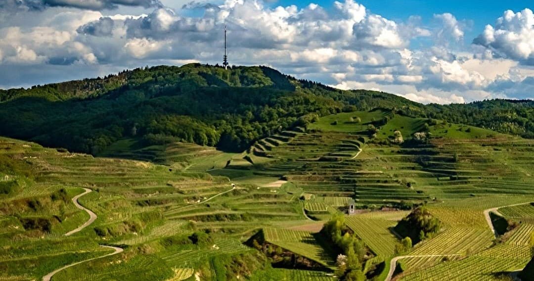 Vineyard terraces rolling over hills near Heidelberg countryside