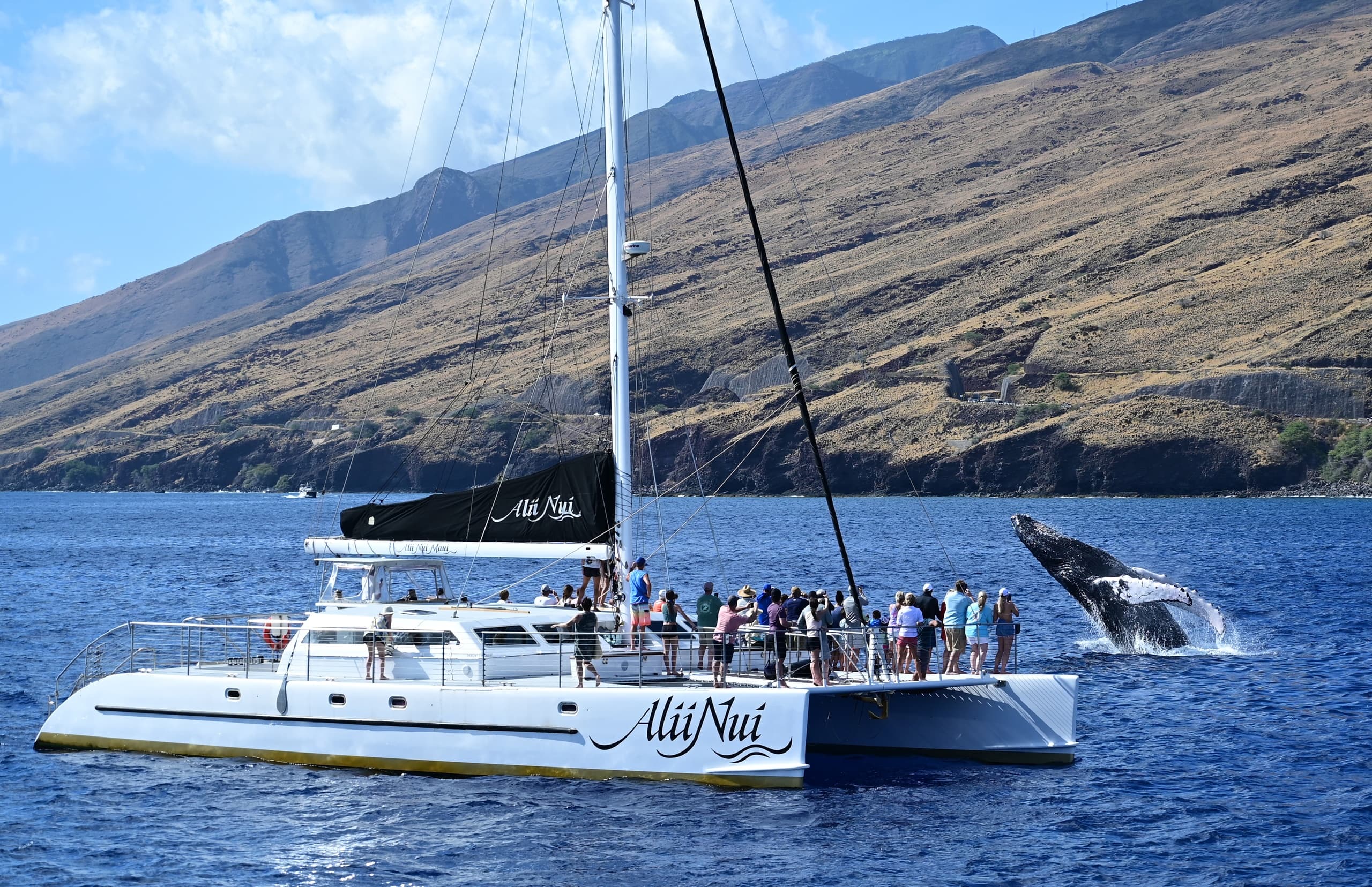 Luxury Catamaran Whale Watch from Maalaea Harbor — Maui Humpback Cruises photo 4