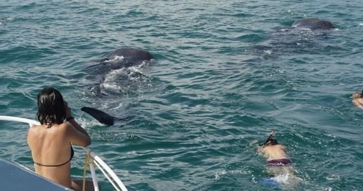 VIP Whale Shark Tour by Private VIP Whale Shark Tours