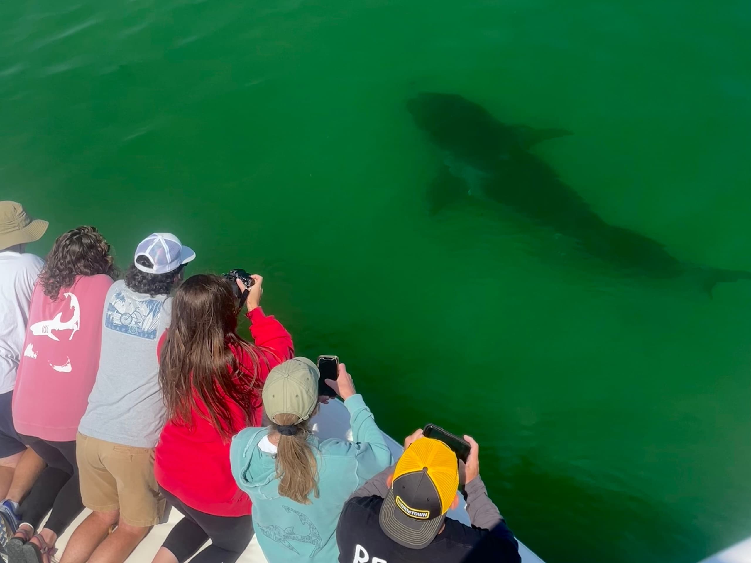White Shark Viewing with Atlantic White Shark Conservancy in Plymouth