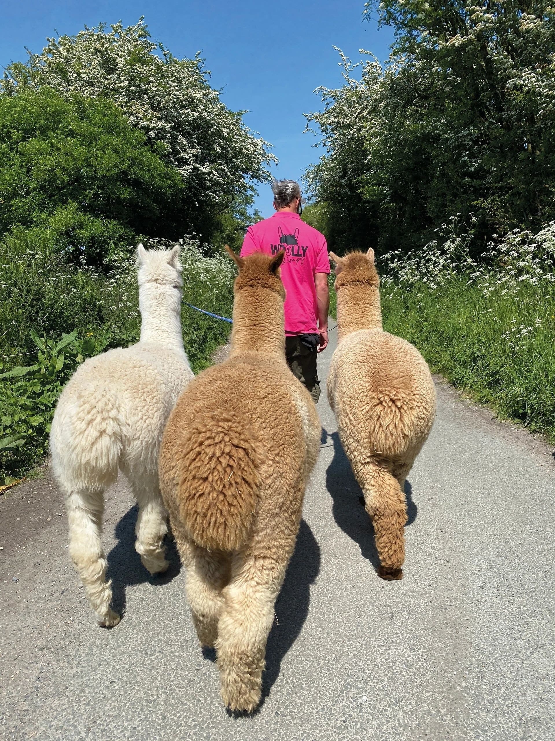 Hands-On Alpaca Experience in Graianrhyd — Family-Friendly Woolly Encounters photo 2