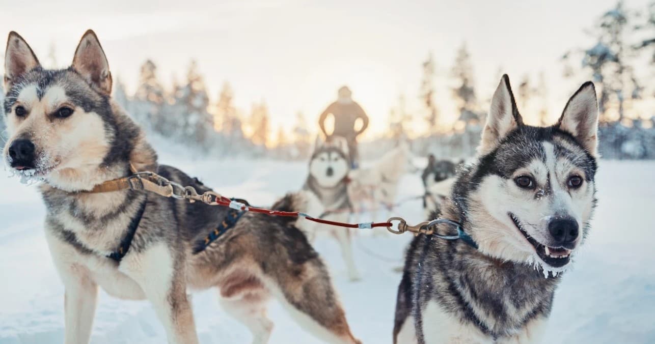 Winter Sports & Husky Safari at Kakslauttanen