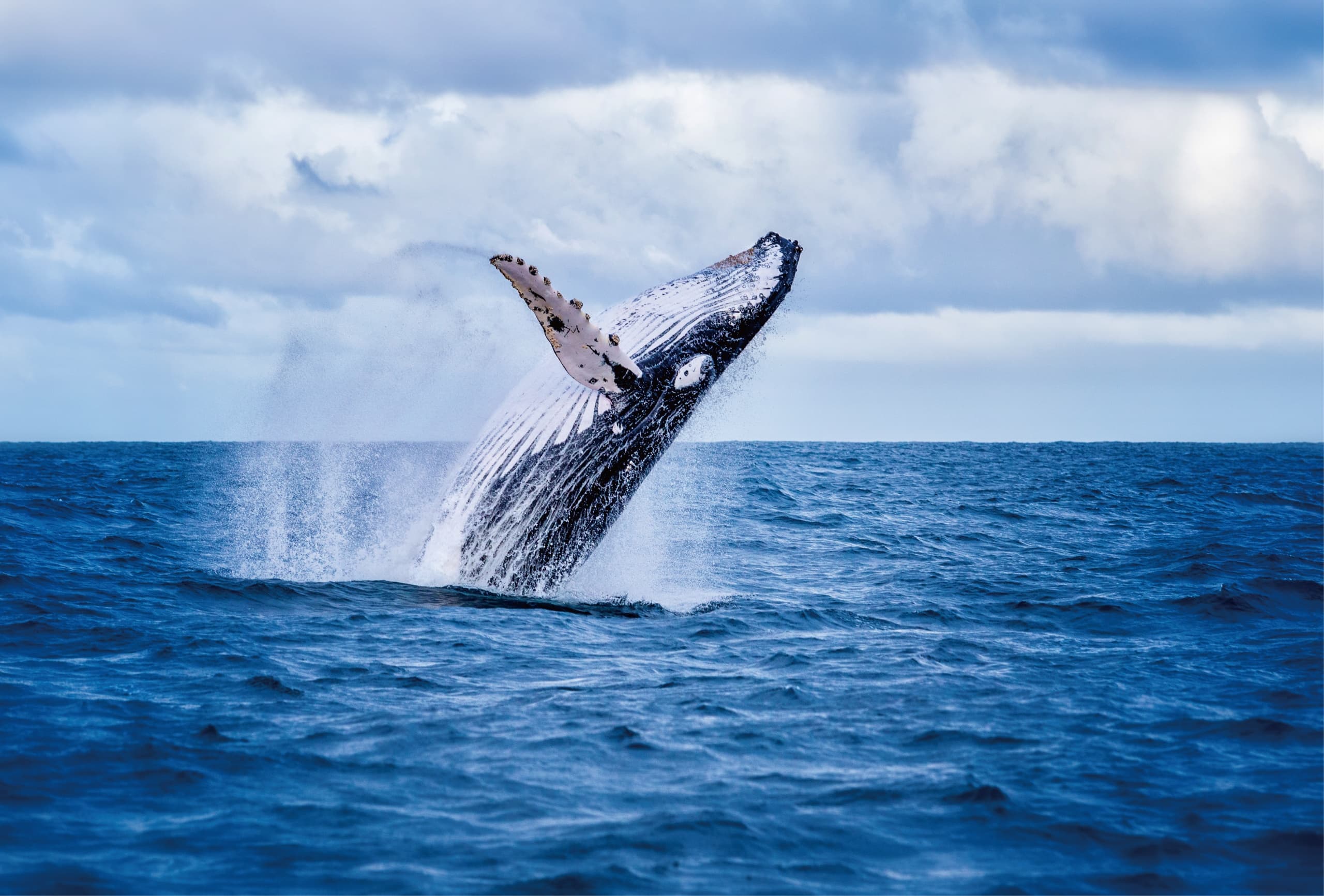 Whale Watching & Turtle Snorkeling in Waianae, Hawaii