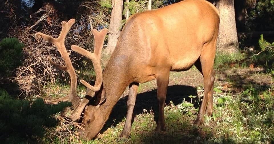 Wildlife & Mountain Hike with Hole Hiking Experience in Jackson