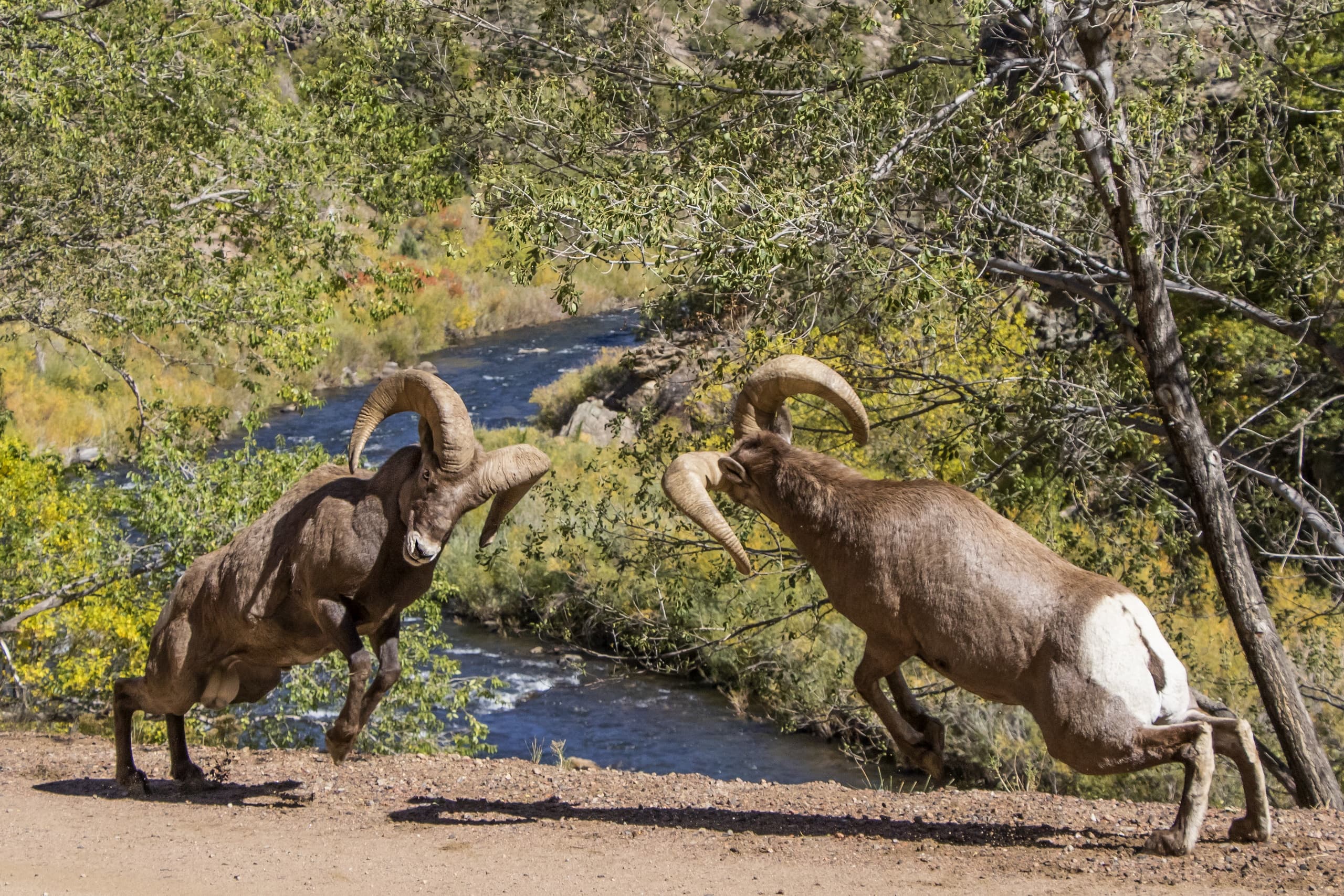Bighorns and Birds Guided Tour Near Denver, Colorado