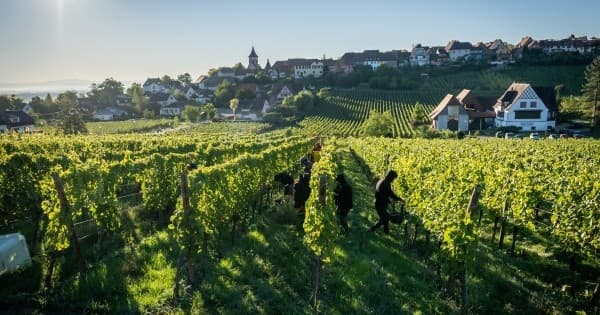 Alsace Grape Harvest & Lunch Experience by Farm Experiences & Tours