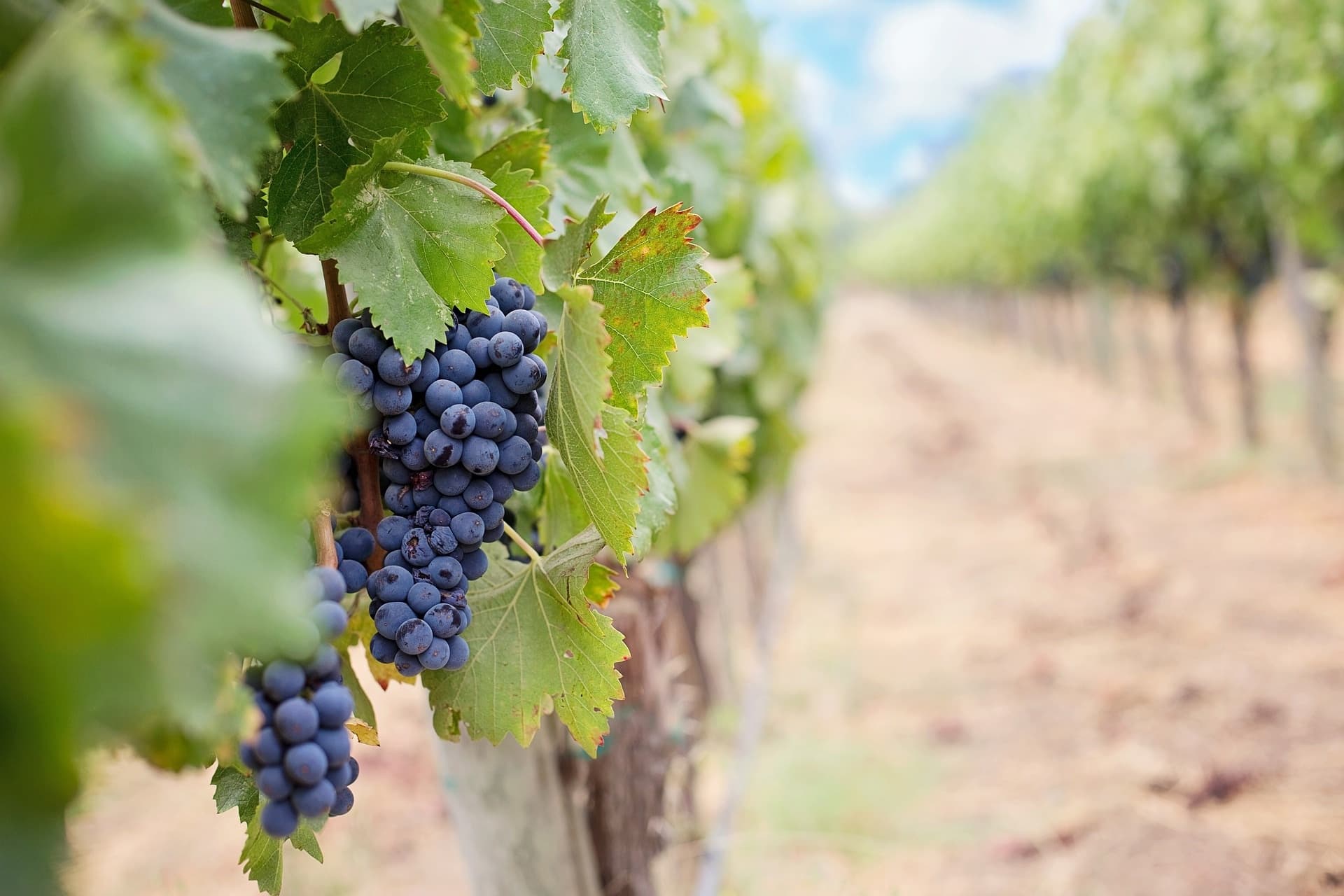 Explore the New Forest Wine Route by E-Bike: A Scenic Vineyard Adventure
