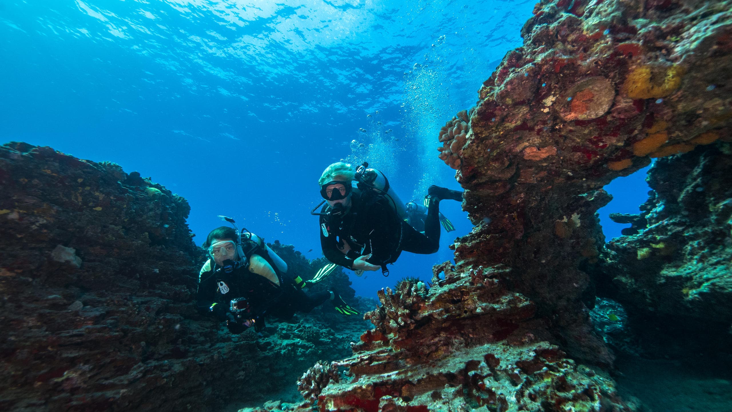 PADI Open Water Referral Course in Honolulu, Hawaii