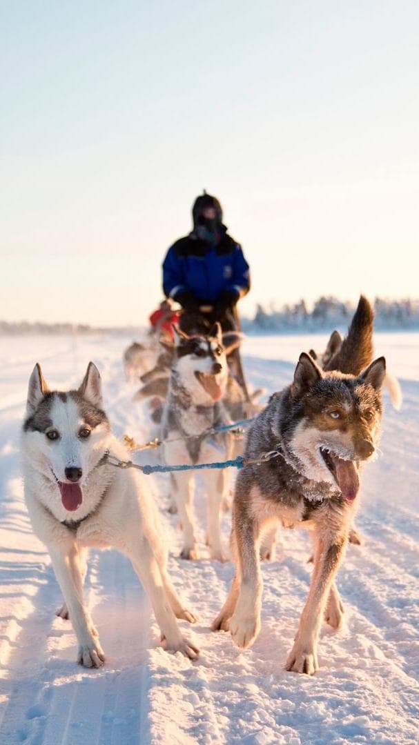 Winter Wildlife & Adventure: Husky Safari at Northern Lights Village Saariselkä
