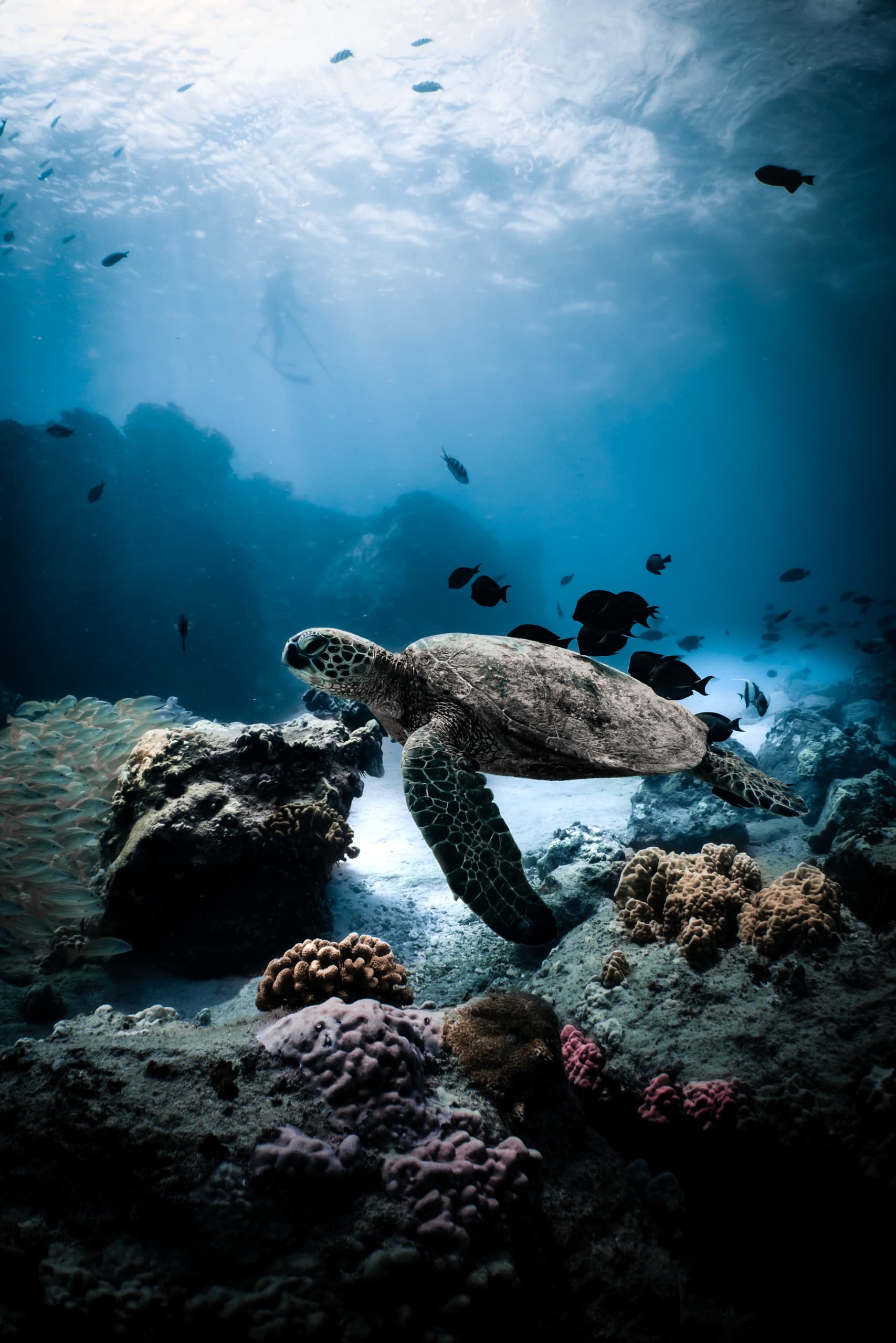 Turtle Canyon Snorkel Adventure in Honolulu, Hawaii